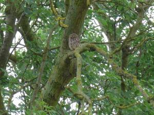 Owl in Tree