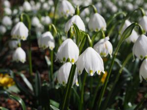 Summer Snowflake