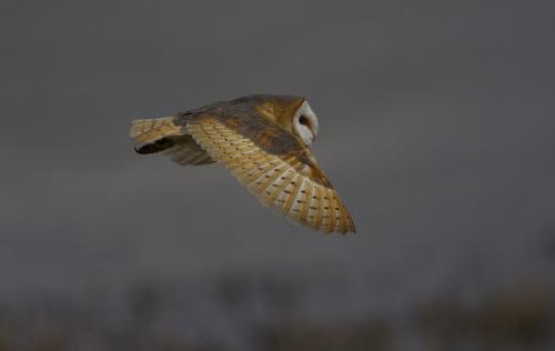 Barn Owl