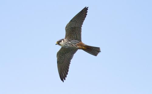 Hobby