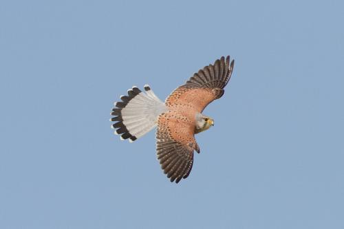 Kestrel