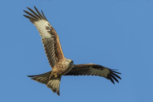 Red Kite